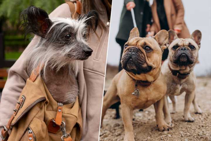 Los perros cada vez son más feos. Y la ciencia tiene varias razones para explicar por qué eso nos encanta