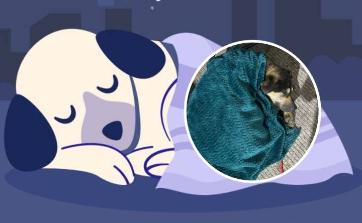 Operativo “Perrito Peregrino 2025” en Basílica de Guadalupe: CDMX brinda atención y rescate animal