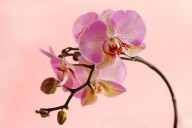 The #1 Reason Your Orchid Is Dying—and How to Revive It Fast