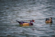 Llega a Parque Central otro espécimen de ave migratoria