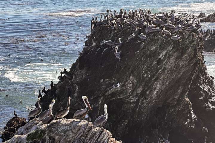 A brown pelican 'feeding frenzy' is an encouraging sign for the often