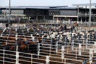 Vacunos. Cierre de semana con leves bajas en el Mercado Agroganadero de Cañuelas