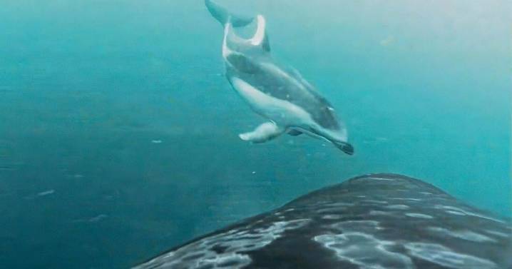 New research reveals killer whales team up with dolphins to hunt