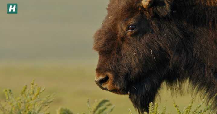 How Buffalo Inspire The Blackfeet Nation