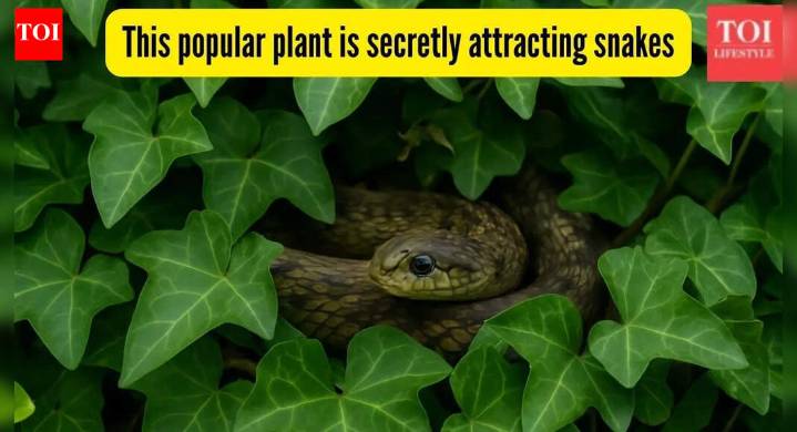 This popular plant is secretly attracting snakes, they may already be making nests in your home garden