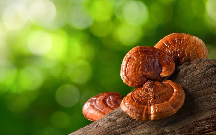 Watch reishi mushrooms grow (weird, beautiful, and totally hypnotic)