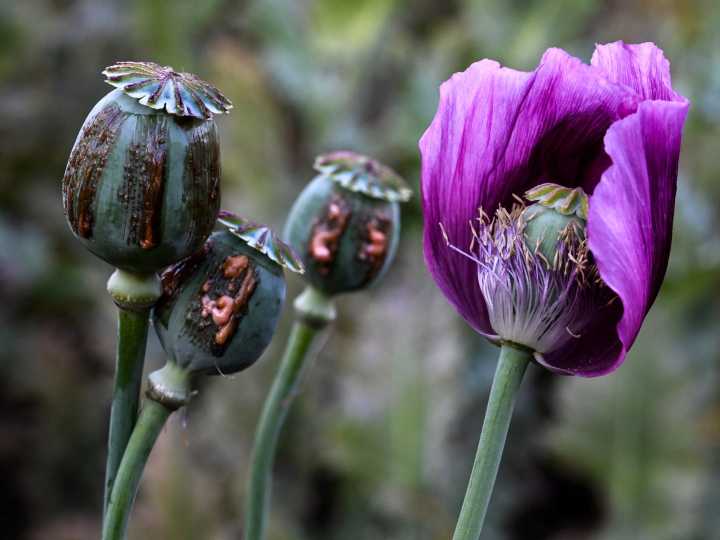 Opium poppy farming hits 10-year high in war