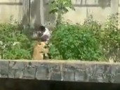 Una leona atacó y mató a un hombre en un zoológico de Brasil