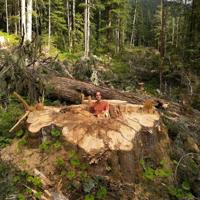 Why was 'incredible' giant cedar cut down, despite B.C.'s big