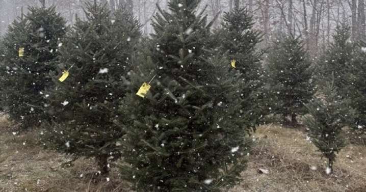 How is NH’s drought impacting Christmas trees?
