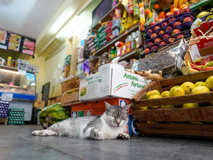 Canasta Básica: una familia necesitó 1.257.329 pesos en noviembre para no ser pobre