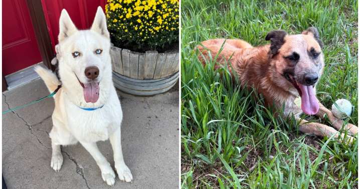 Pets Of The Week: Aztec and Freya