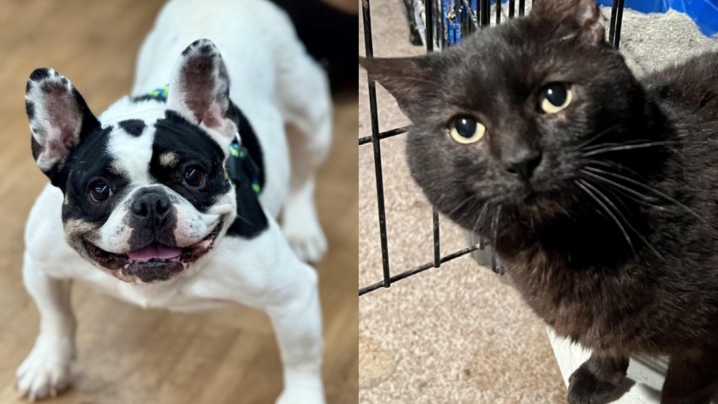 Meet the North Jersey adoptable pets of the week Lala and Seymour