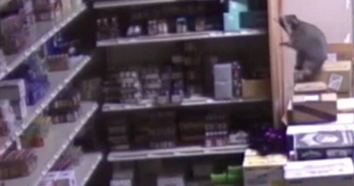 VIDEO: drunk raccoon ransacks Ashland liquor store