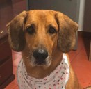 Lo judicializaron por intervenir a un perro sin ser veterinario.