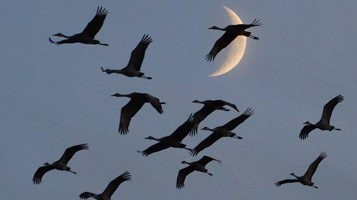 A Leopold legacy lives on through phenology