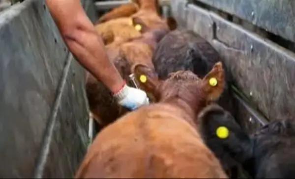 Formosa participó de la Mesa Consultiva del NEA del SENASA para definir la agenda 2026