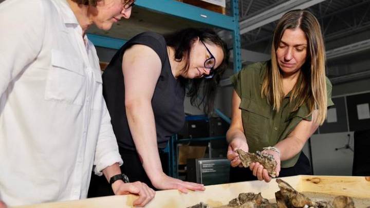 This High Arctic rhino may change what we know about ancient animal migrations : NPR