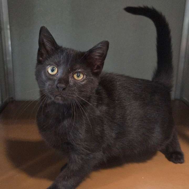 Pet of the Week: Eddie Munster