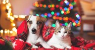What to know before gifting a pet this holiday season