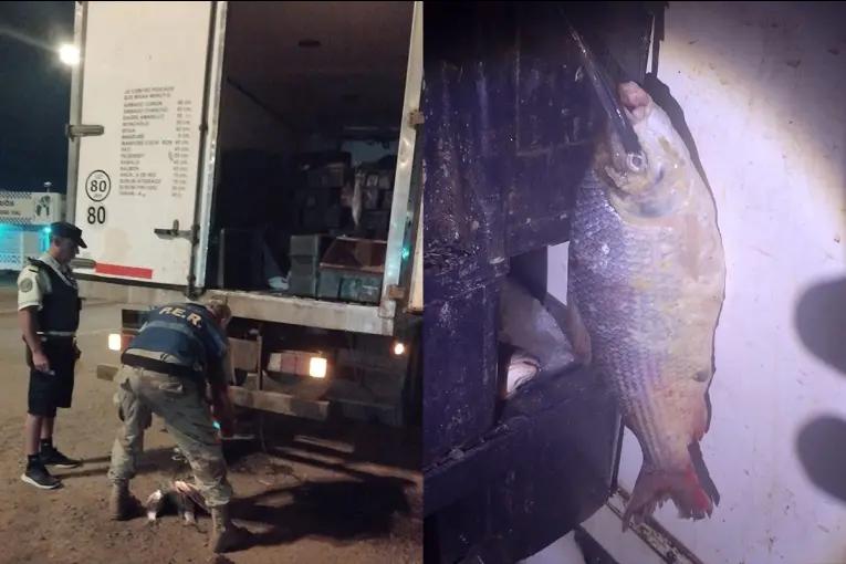 Incautaron 4200 kg de pescado en Victoria: eran más chicos que la medida permitida
