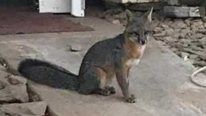 Rescatan a Zorro Gris Herido en Fraccionamiento Villas del Campo de Ensenada; Esto se Sabe