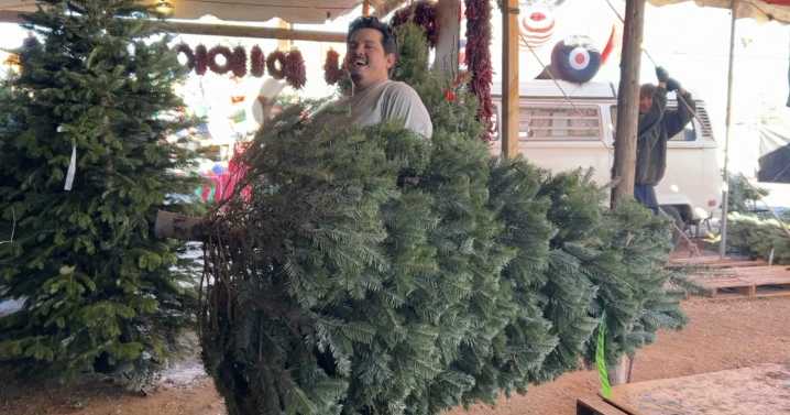 'Tis the season to get a Christmas tree