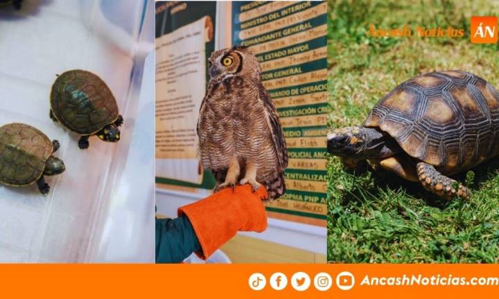 Animales silvestres son rescatados en Áncash tras incendios y retiro de su hábitat