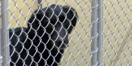 Kennels full, Siouxland Humane Society waives adoption fee