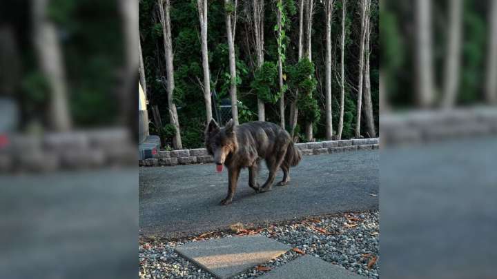 This Rare Pup From Washington With An Unusual Look Leaves The World Wondering What He Really Is