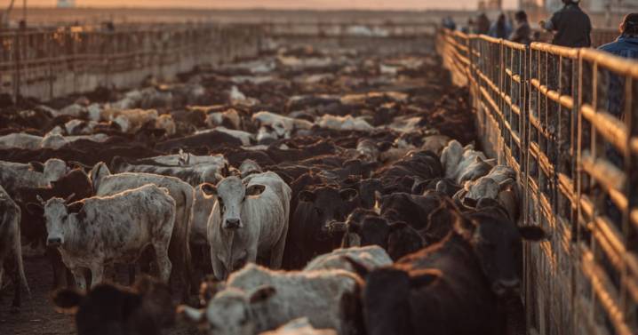 Cierre a la exportación de ganado a EE UU deja graves afectaciones a productores de Sonora y suman más de 200 mil reses detenidas en corrales