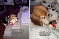 Dog Slept Outside for 12 Years—Night Routine at Foster Carer’s Melts Hearts