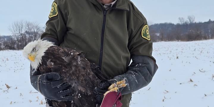 Bald eagle hurt in the road rescued by Jasper County deputies