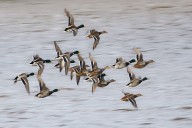 Bird flu (avian influenza): latest situation in England