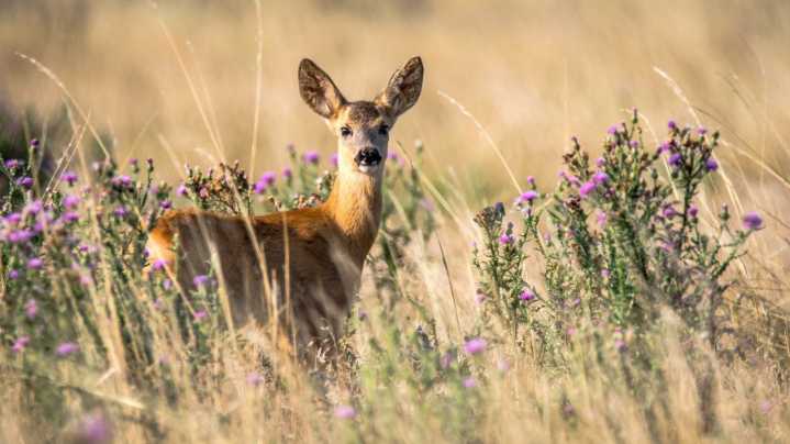 DEC reports over 220K deer harvested in 2024 season