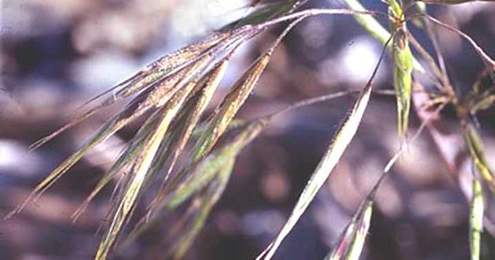 BLM, partners work to control cheatgrass across High Desert District