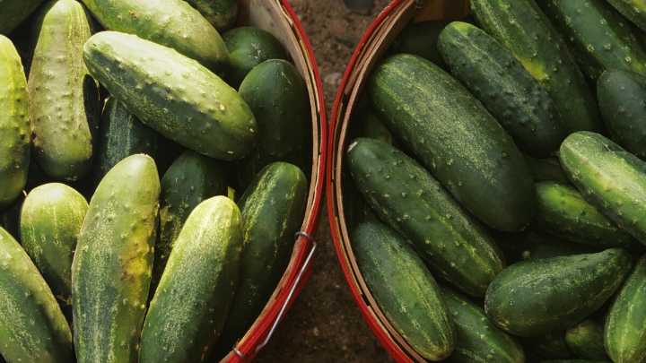 A salmonella outbreak sickens dozens, prompting a cucumber recall. Here's what to do