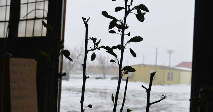 City of Rawlins to celebrate Arbor Day May 31