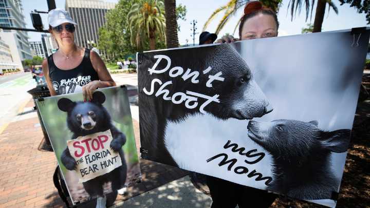 Florida gives preliminary approval to black bear hunt