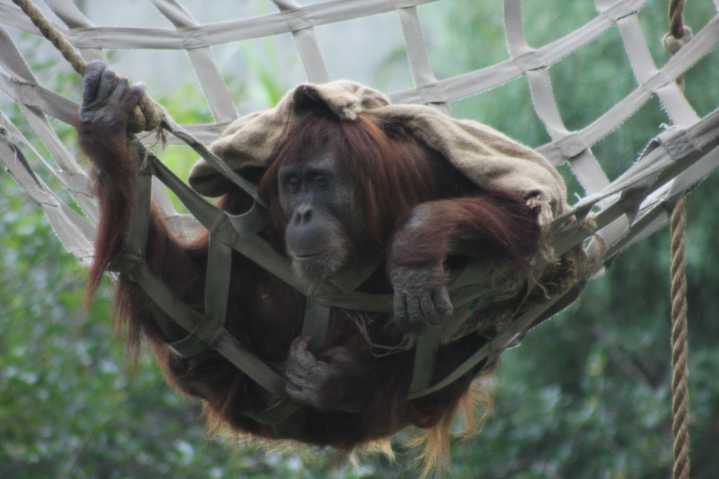 Orangutans at Denver Zoo got into a secure ‘behind