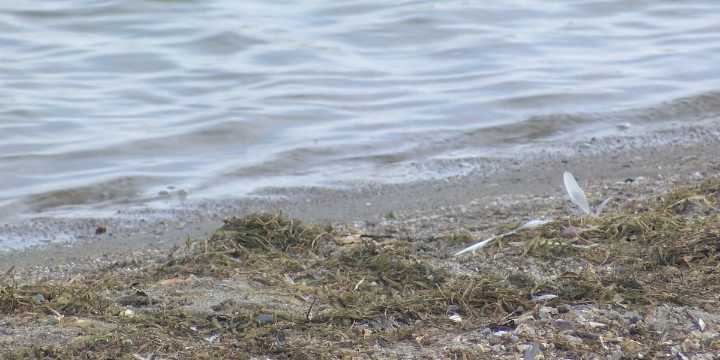 New York launches algae bloom tracker