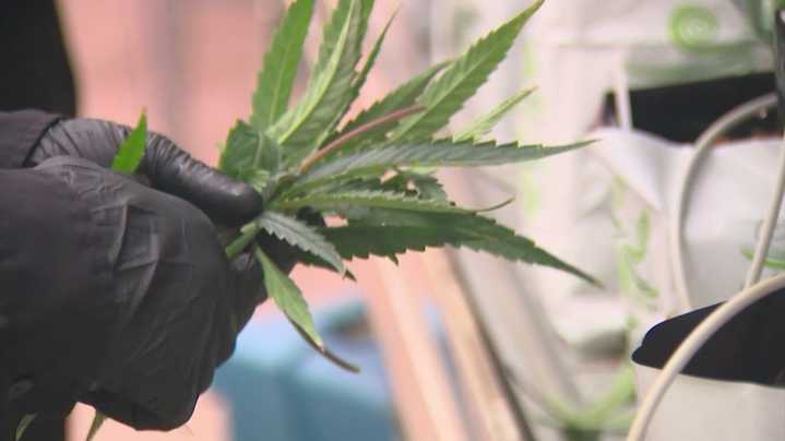Texas medical cannabis: Chronic pain could become qualifying condition