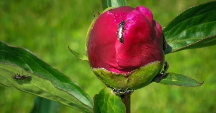 Looking to fight grubs in your yard? Plant a peony, UConn entomologist says