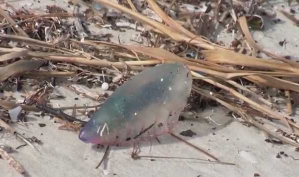 ‘I’m not goin’ back in’: Hundreds of jellyfish stings reported on Florida beaches 