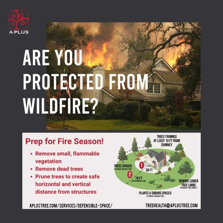 Defensible Space, Defined: How A Plus Tree Protects Communities from Wildfire