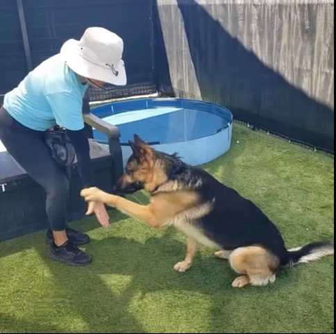Lamirande: OC Animal Care Must Implement Existing Strategic Plan to End the Killing of Adoptable and Treatable Dogs