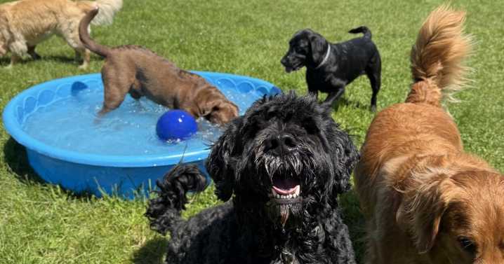 Woof Pack celebrates community with ice cream social