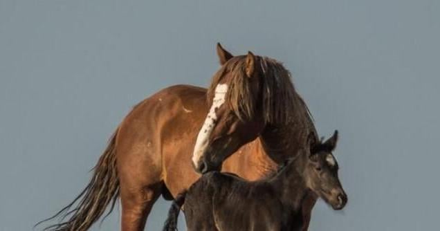 Gov. Polis signs animal protection bills in Colorado