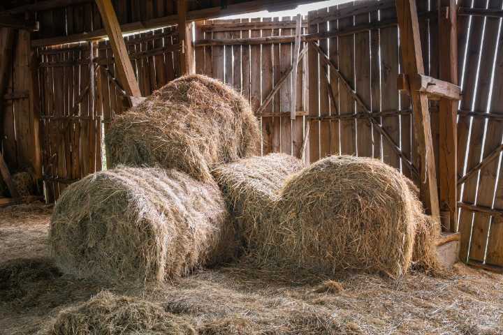 Descubren a indocumentados ocultos en pacas de heno en Houston: tres detenidos por tráfico humano