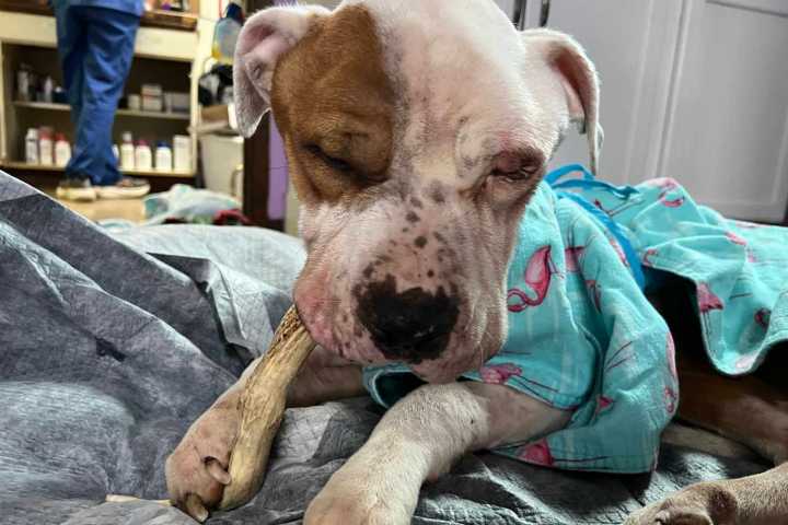 Emaciated Dog Abandoned in N.Y. Apartment to Starve Is Rescued